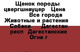 Щенок породы  цвергшнауцер › Цена ­ 30 000 - Все города Животные и растения » Собаки   . Дагестан респ.,Дагестанские Огни г.